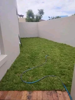 Supply and installa Kikuyu grass