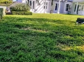 Supply and installa Kikuyu grass