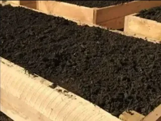 Supply and installa Kikuyu grass