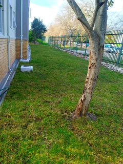 Roll on lawn Lm Berea grass and Kikuyu grass &amp; buffalo grass