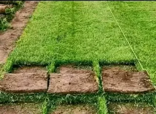 Roll on lawn Lm Berea grass and Kikuyu grass &amp; buffalo grass