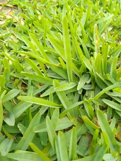 Roll on lawn Lm Berea grass and Kikuyu grass &amp; buffalo grass