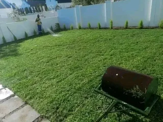 Green and fresh grass