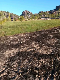 Green and fresh grass