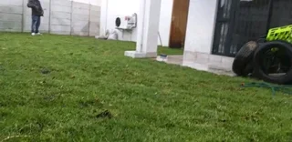 Green and fresh grass