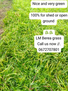 Delivery and installa Lm Berea grass and Cynadone grass