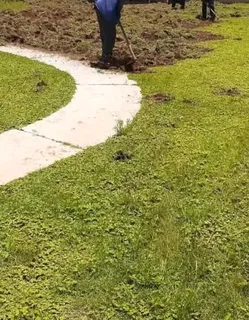 Delivery and installa Lm Berea grass and Cynadone grass