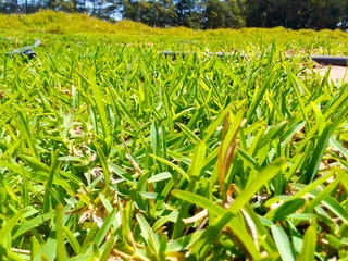 Supply and installa Kikuyu grass and compost weed free