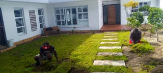 Supply and installa Kikuyu grass and compost weed free