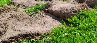 Supply and installa Kikuyu grass and compost weed free