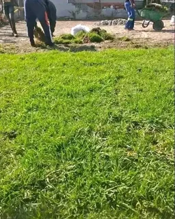 Roll on lawn Kikuyu grass and lawn dressing weed free