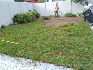 Roll on lawn Kikuyu grass and lawn dressing weed free