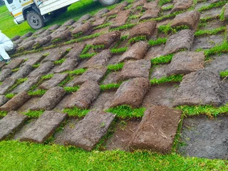 Roll on lawn buffalo grass and Kikuyu grass weed free