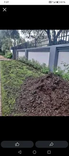 Fresh and green grass   Kikuyu grass  Lm Berea grass