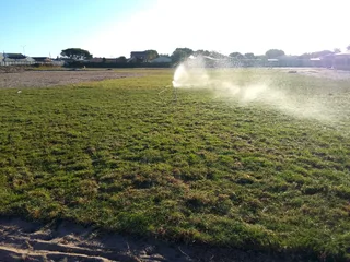 Fresh and green grass   Kikuyu grass  Lm Berea grass
