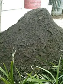 Fresh and green grass   Kikuyu grass  Lm Berea grass