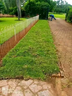 Roll on lawn Kikuyu grass