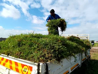 Supply and installa Lm Berea grass