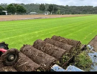 Roll on lawn buffalo grass and Cynadone grass