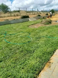 Roll on lawn buffalo grass and Cynadone grass