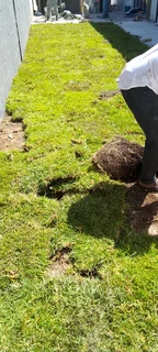 Roll on lawn buffalo grass and Cynadone grass