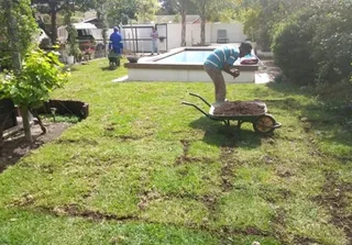 Roll on lawn Lm Berea grass and Kikuyu grass