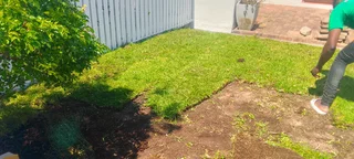 Roll on lawn Lm Berea grass and Kikuyu grass