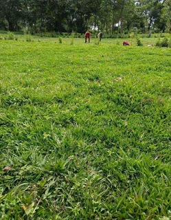 Roll on lawn Lm Berea grass and Kikuyu grass