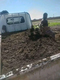 Delivery and installa buffalo grass