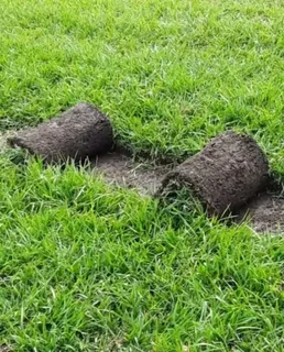 Delivery and installa buffalo grass