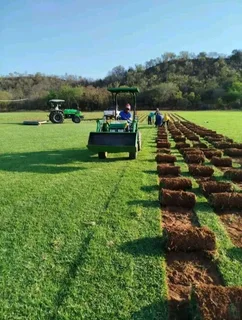 Roll on lawn Lm Berea grass