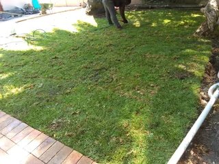 Roll on lawn Lm Berea grass