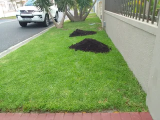 Roll on lawn Lm Berea grass