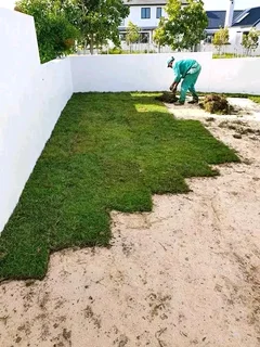 Roll on lawn Lm Berea grass