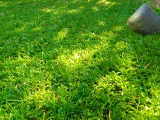 We do supply and installa buffalo grass and Kikuyu grass weed free