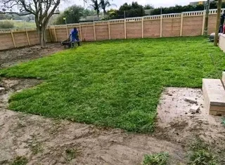 We do supply and installa buffalo grass and Kikuyu grass weed free