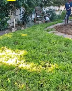 Roll on lawn Kikuyu grass