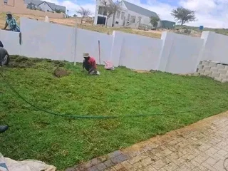 Roll on lawn Kikuyu grass