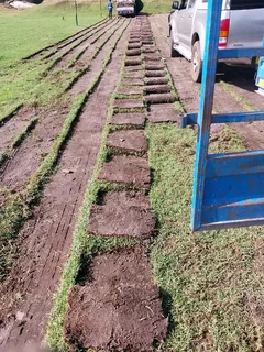Roll on lawn Kikuyu grass