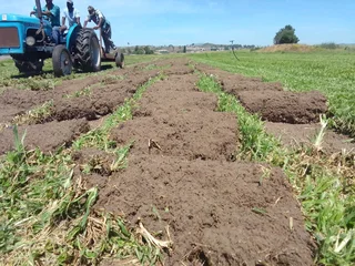 Roll on lawn Lm Berea grass