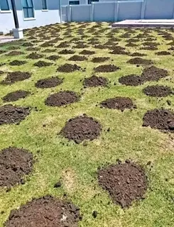 Roll on lawn Kikuyu grass and buffalo grass