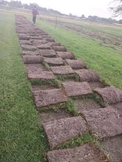 Delivery and installa Lm Berea grass