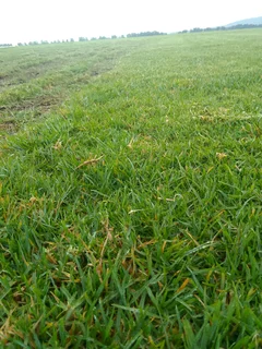 We do sell call type of national grass