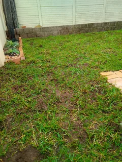 Roll on lawn Kikuyu grass