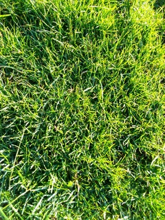 Roll on lawn Kikuyu grass