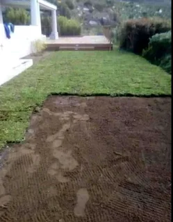 Green and fresh national grass