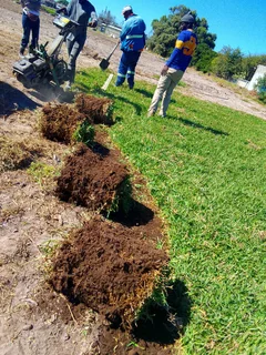 Green and fresh national grass