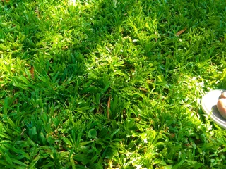 Supply and installa  call type of grass