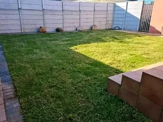 Roll on lawn Kikuyu grass