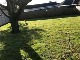 Roll on lawn Kikuyu grass